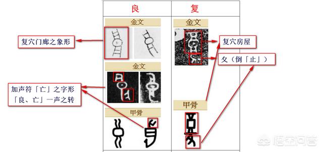 阳马小云与狗交配图:人类起源于相同的祖先，那么全世界的物种是否同源？