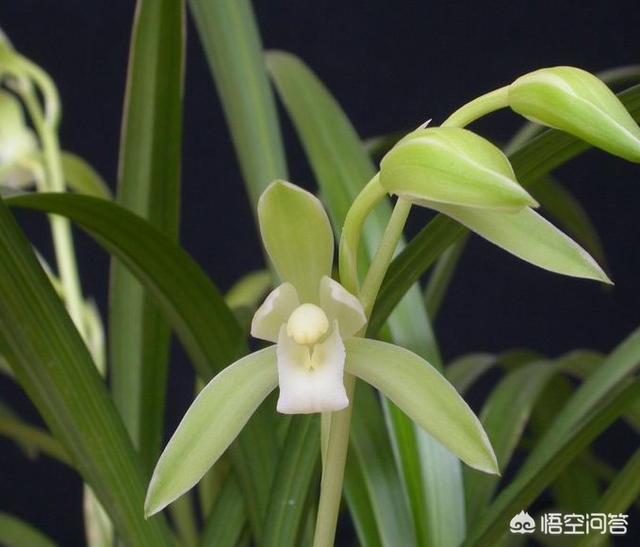 头条问答 - 金丝马尾兰只发芽不开花,怎么办?(4个回答)