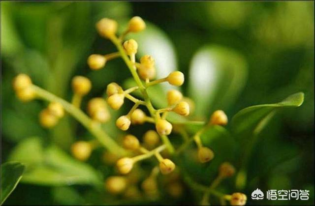 米兰花图片:米兰开花期能搬到室内养吗？
