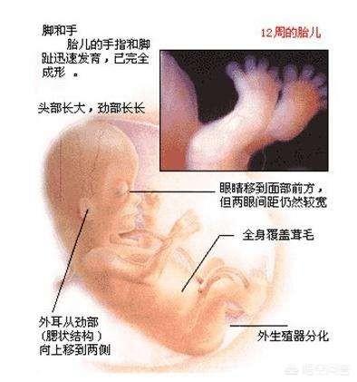 怀孕3个月胎儿成形了吗，怀孕3个月胎儿成形了吗需要注意哪些问题