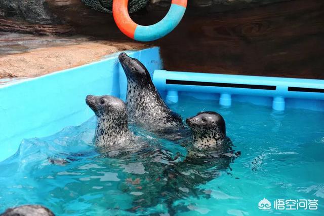 国内的海洋观赏鱼都是从那进口的:海洋馆里的白鲸、海豹等海洋动物都是从哪里引进的？