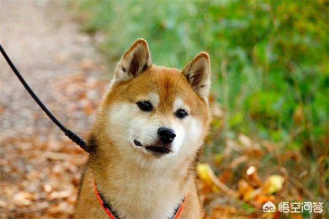 柴犬价格:帮我看看哪只柴犬品相好，是不是纯种柴犬？