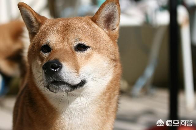 柴犬价格:帮我看看哪只柴犬品相好，是不是纯种柴犬？