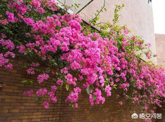 头条问答 在花园种植哪些植物比较适合 花卉妹妹的回答 0赞