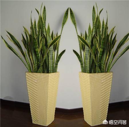 虎皮龙舌兰的养殖方法和注意事项:虎皮兰怎么养？需要什么肥料？