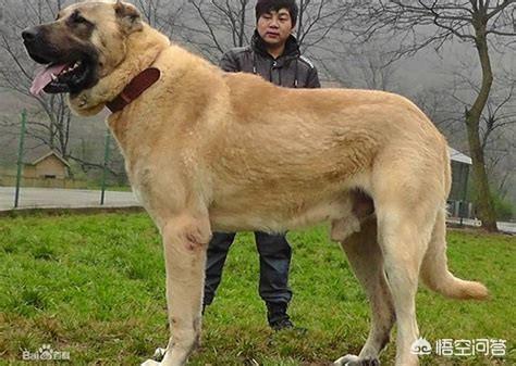 土耳其坎高犬 藏獒:有哪些狗狗是它们国家的国宝级犬种？