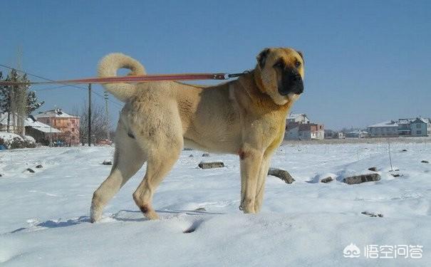 土耳其坎高犬 藏獒:有哪些狗狗是它们国家的国宝级犬种？