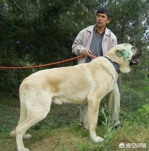 土耳其坎高犬 藏獒:有哪些狗狗是它们国家的国宝级犬种？