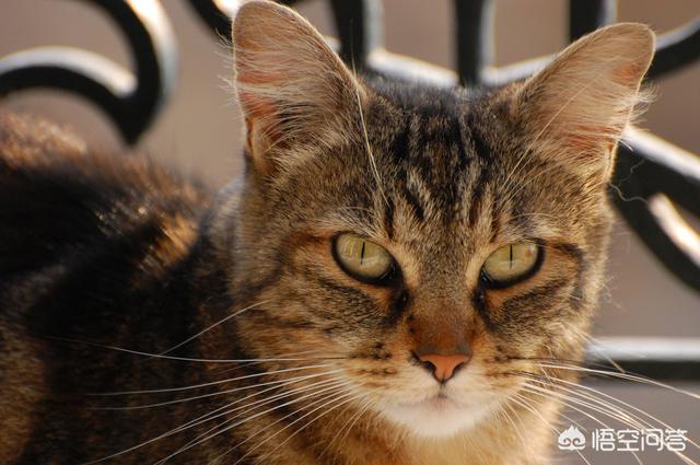 哪些种类的猫比较便宜？