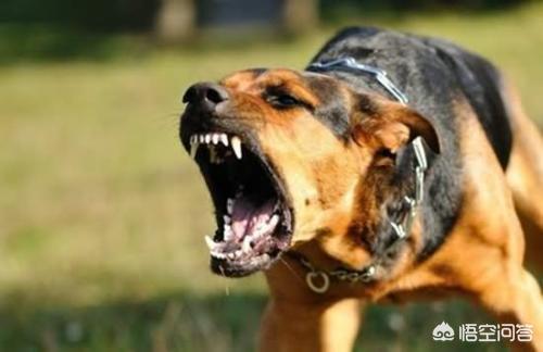 狂犬病的潜伏期是多久:狂犬病潜伏期有多久？是不是只要被狗咬伤就百分之百得狂犬病？