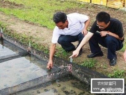 养田螺要什么技术？