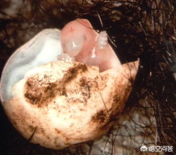 卵生哺乳动物:哪些动物是胎生,哪些动物是卵生？