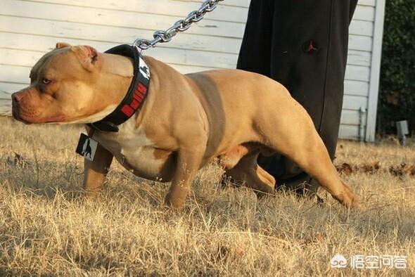 比特名犬介绍:你是如何评价比特犬这种狗的？