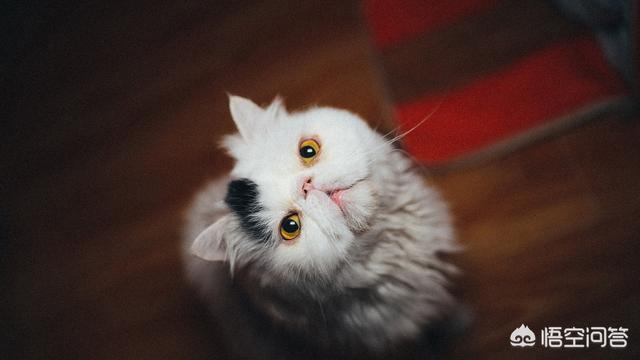 猫的训练:猫怎么训练它 怎样训练15天左右的小猫？