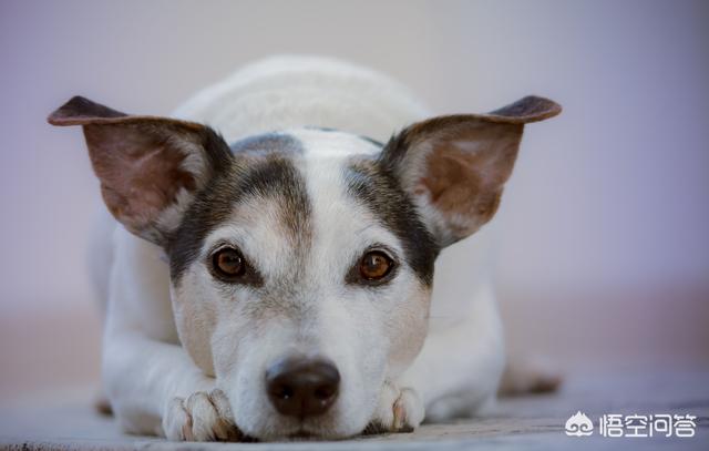 人和狗分开之后，狗狗还会记得以前的主人吗？插图32
