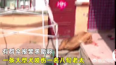 狗狗绊倒八旬老太相关新闻:女孩偷偷解开邻居家的狗，88岁老人被狗绳绊倒身亡，你怎么看？