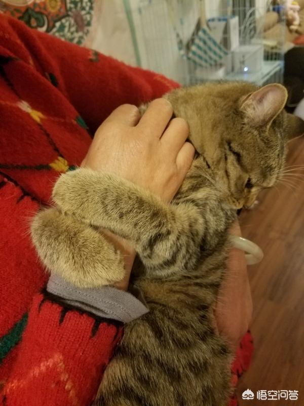 曼克斯猫微信公众号:怎么才能让猫和自己亲近点？