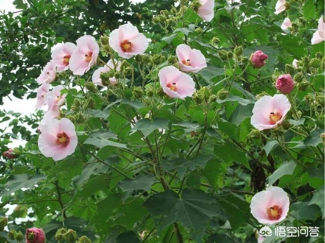 有哪些描写芙蓉的诗词？