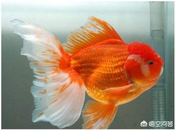 头条问答 狮子头金鱼的肚子朝上 怎么治疗 2个回答