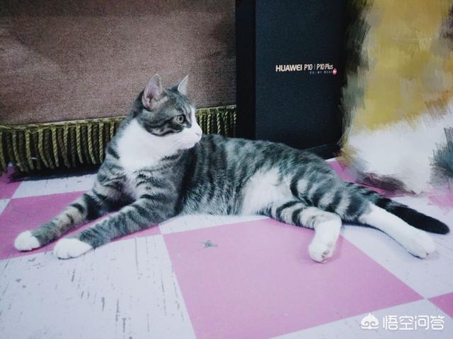 笼养猫的好处:从小将猫放在笼子养，猫会变成什么样？