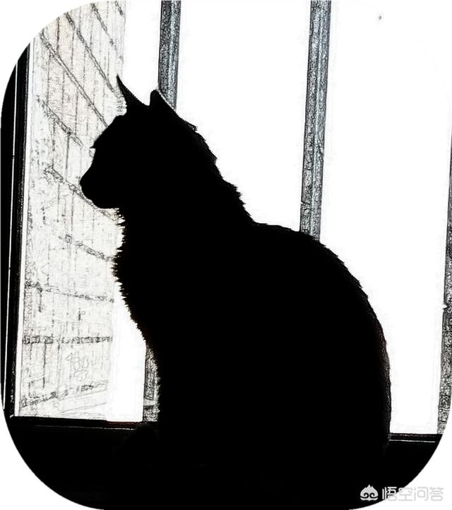 笼养猫的好处:从小将猫放在笼子养，猫会变成什么样？