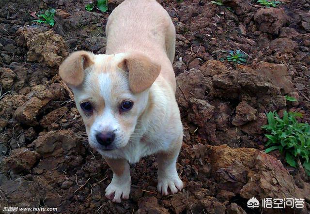 中国冠毛犬图片:为什么在国外深受喜爱的中华田园犬，国人却看不上？