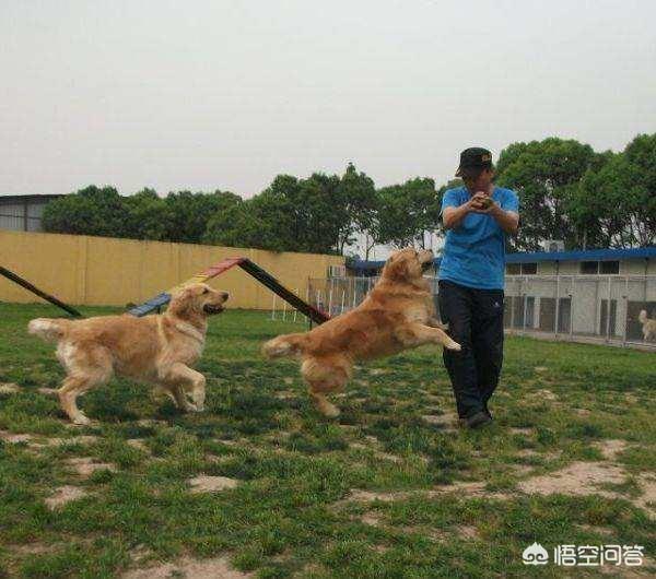 幼犬训练:训练幼犬最好的时期是什么时候？