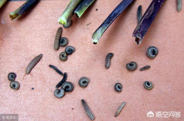 玉米地蚜虫怎么防治:玉米现在病虫害应该怎样防治？