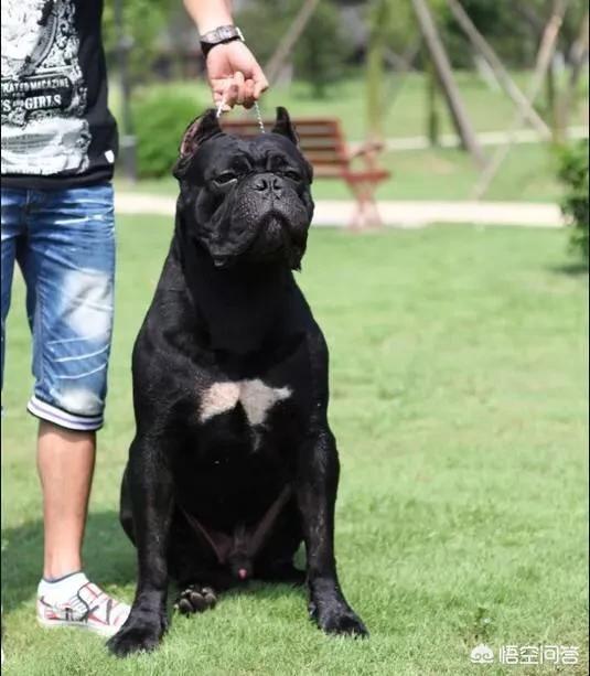 大型护卫犬哪种好:什么大型狗可爱又护主还有攻击力？