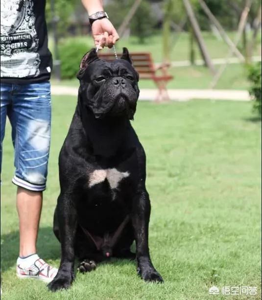 超大型犬种:什么大型犬颜值高还护主？