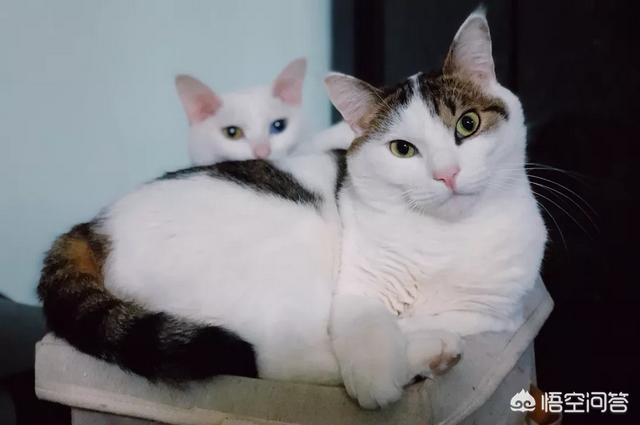 折耳猫图片:折耳猫图片及价格 同时养两只猫咪需要注意些什么？