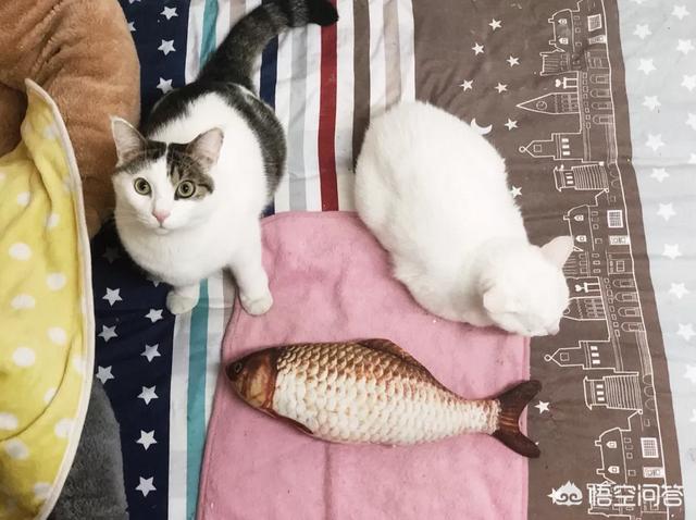 折耳猫图片:折耳猫图片及价格 同时养两只猫咪需要注意些什么？