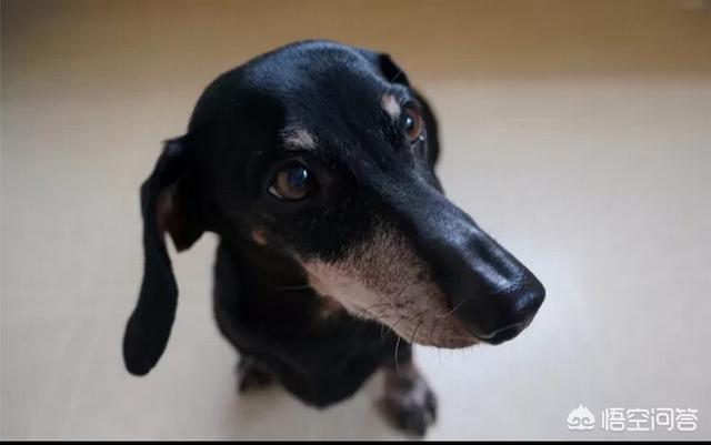 qq腊肠狗:腊肠犬和泰迪可以一起养么？会打架么？