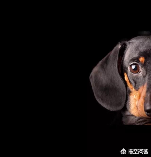 qq腊肠狗:腊肠犬和泰迪可以一起养么？会打架么？