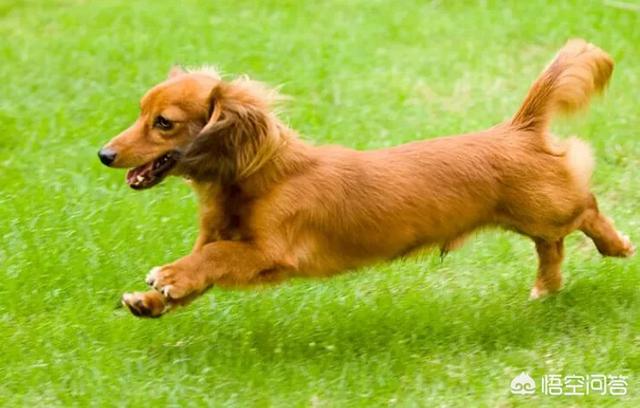 qq腊肠狗:腊肠犬和泰迪可以一起养么？会打架么？
