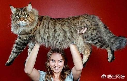 猫能长到多大？