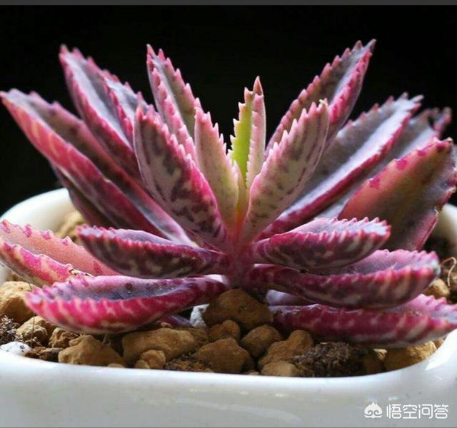 头条问答 - 多肉棒叶不死鸟怎么繁殖?(3个回答)