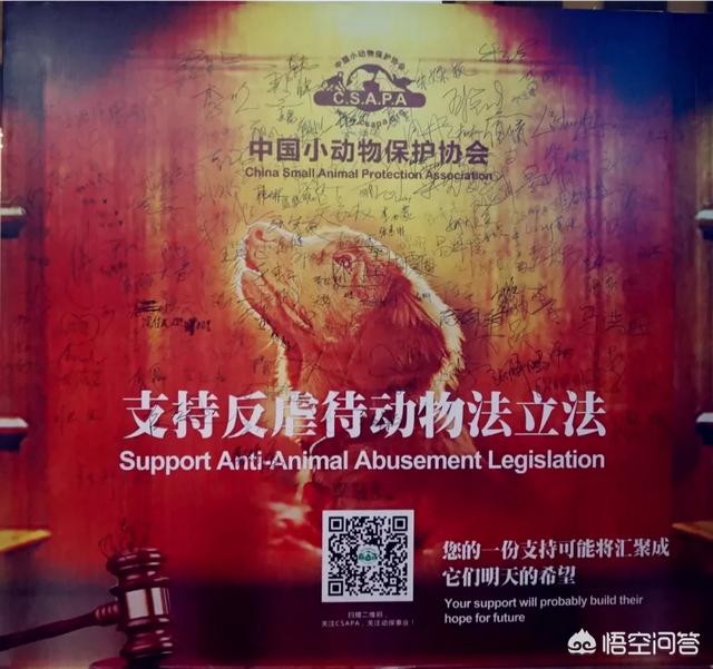真正的虐猫群2018:如何看待《当家主母》虐猫事件？
