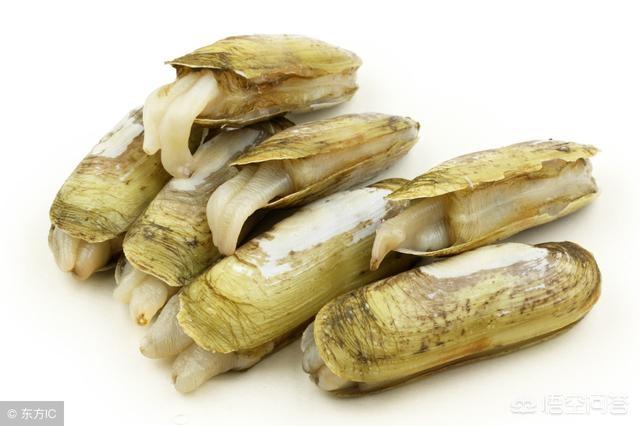 蚶子蚬子,蛏子,区别_大山谷图库