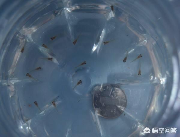 孔雀鱼难产死亡征兆:孔雀鱼母鱼肚子很大，就是还没下小鱼就挂了是什么情况？