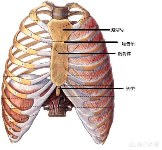 左胸骨轻微骨裂的症状:胸骨轻微骨裂的表现 胸骨断了会瘫痪吗？一般会有哪些并发症？