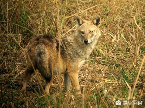 藏獒斗狼:藏獒斗狗 如果藏獒不怕死，会不会打的过北美大灰狼？为什么？