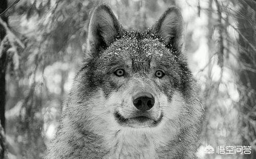 藏獒vs狼的真实打斗:从实战上来说，藏獒真有可能赢的了两头狼吗？