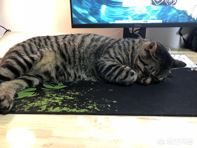 可爱的小猫咪动态:为什么写作业的时候猫咪会趴在上面？