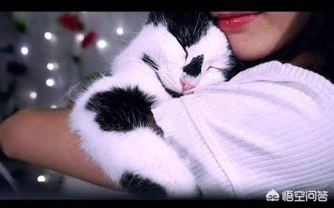 曼基康猫布偶猫:公猫与母猫相比，哪种更与人亲近，为什么？