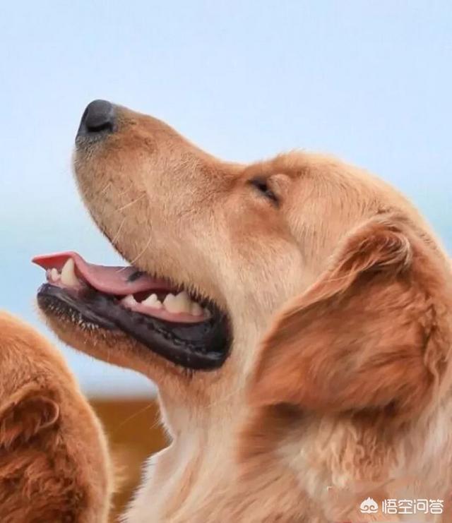 如何通过牙齿估算狗狗的年龄 谷登的回答 头条问答