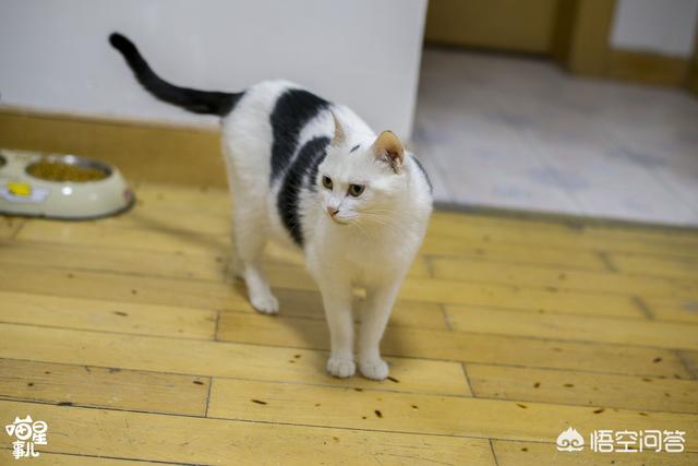 余虹 花猫的小屋:家里的猫猫做过让你最感动的一件事是什么？