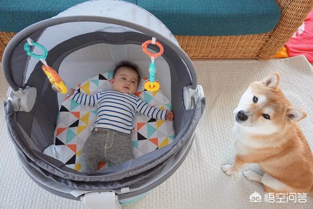 小狗狗图片:你见过最听话的狗狗有多听话？