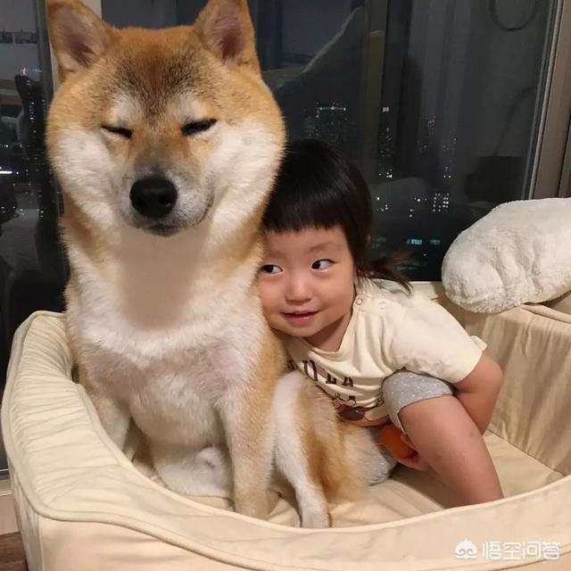 小狗狗图片:你见过最听话的狗狗有多听话？