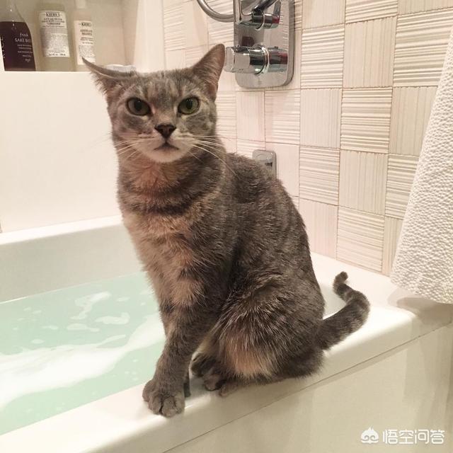 子猫絮语吧:猫犯错后不能打吗？打了会怎样？该怎么教育猫？
